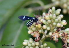 Leucotmemis nexa