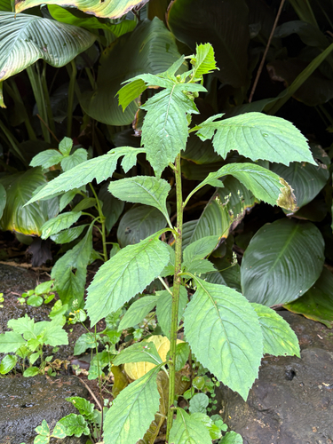 Crassocephalum crepidioides observed 2026-07-24