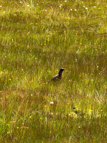 iNaturalist observation photo of American Robin