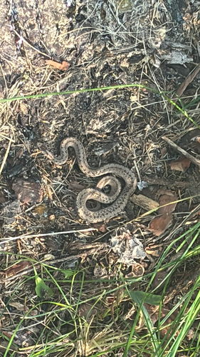 DeKay's Brownsnake