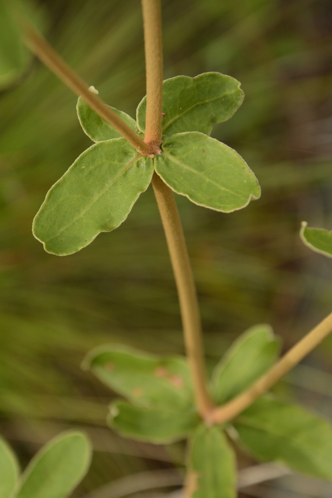 Dogtongue Buckwheat