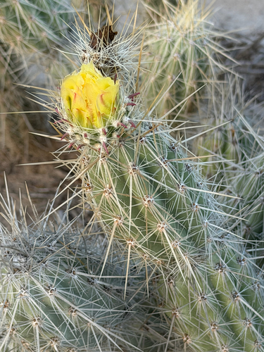 Grusonia bradtiana