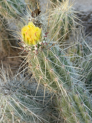 Grusonia bradtiana