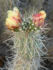 Grusonia bradtiana, photograph (c) Cody Hinchliff, some rights reserved (CC BY)
