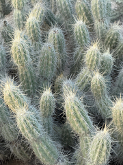 Grusonia bradtiana, photograph (c) Cody Hinchliff, some rights reserved (CC BY)