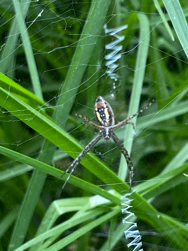 Banded Garden Spider