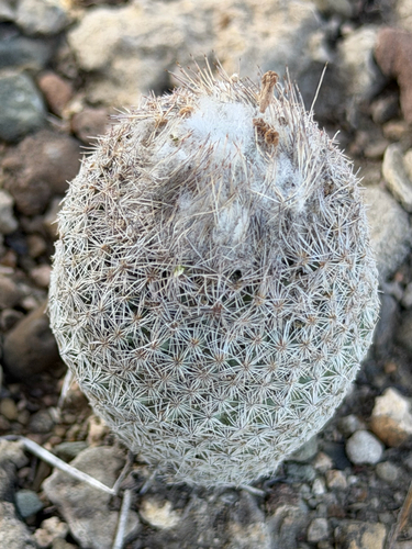 Epithelantha pachyrhiza