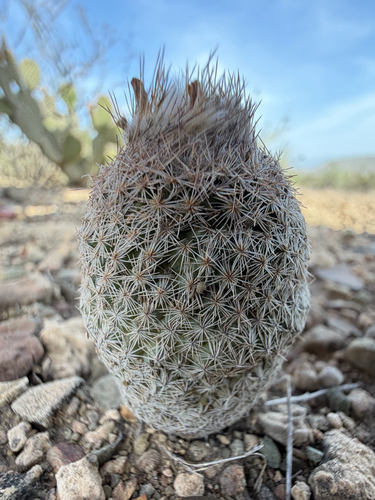 Epithelantha pachyrhiza