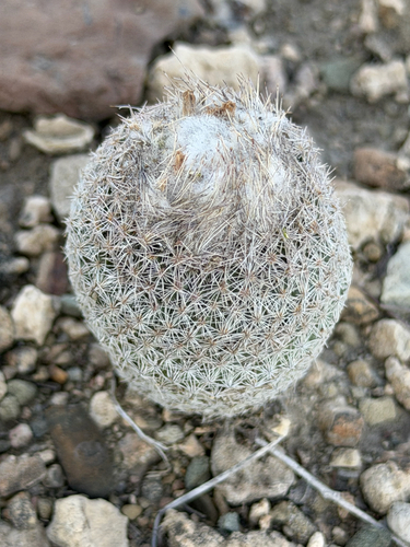 Epithelantha pachyrhiza