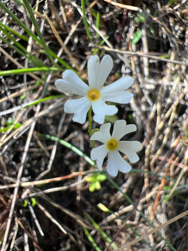 Primula mistassinica, photograph 6