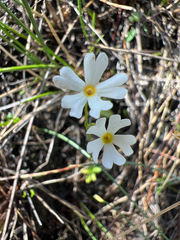Primula mistassinica, photograph author not stated, no rights reserved