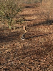 Lepus alleni
