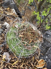 Ferocactus alamosanus