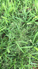 Eragrostis amabilis