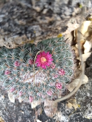 Mammillaria standleyi