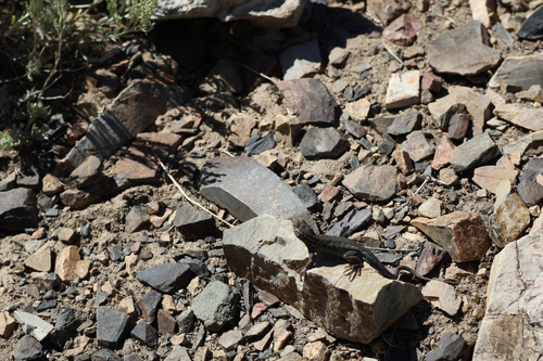 iNaturalist observation photo of Spiny Lizards