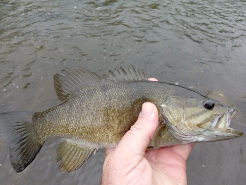 Smallmouth Bass