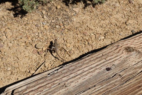 iNaturalist observation photo of Spiny Lizards