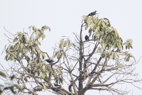 Southern Hill Myna (Gracula indica), photo 9