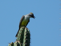 Tyrannus niveigularis