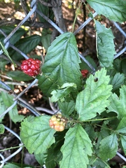 Rubus