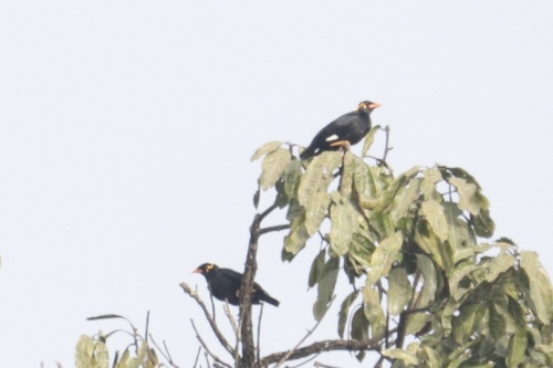 Southern Hill Myna (Gracula indica), photo 10