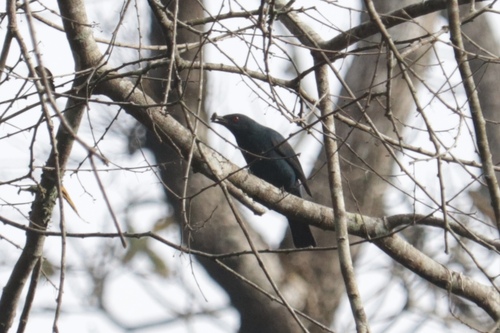 Asian Fairy-bluebird (Irena puella), photo 5