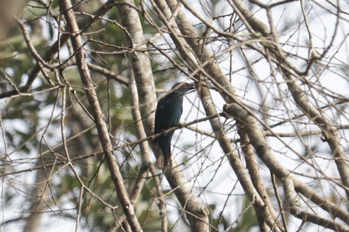 Asian Fairy-bluebird (Irena puella), photo 6