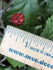 Rubus