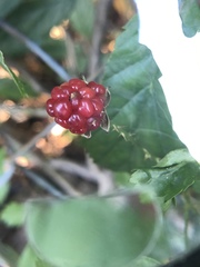Rubus