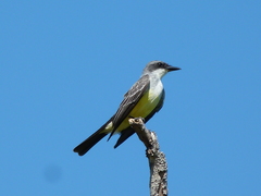 Tyrannus niveigularis