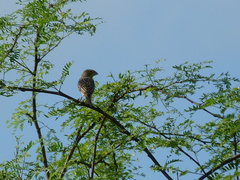 Sicalis taczanowskii