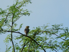 Sicalis taczanowskii