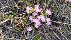 Veronica wyomingensis