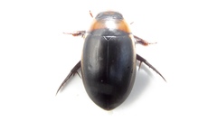 Hydaticus aruspex
