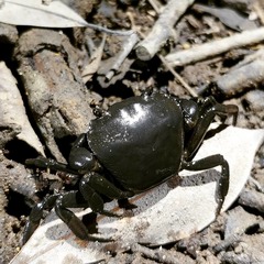 Cryptopotamon anacoluthon