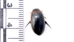 Hydaticus aruspex