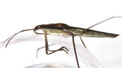 Limnoporus