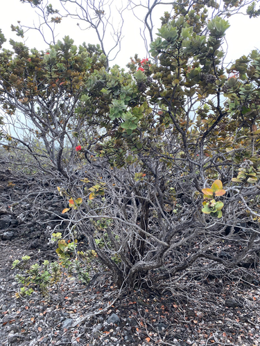 Metrosideros polymorpha observed 2026-07-23