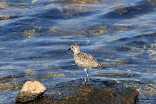 iNaturalist image