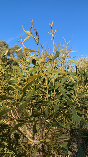 Acacia rostellifera observed 2026-07-25