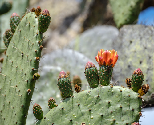 Opuntia lasiacantha, photograph 6