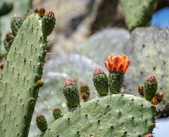 Opuntia lasiacantha, photograph (c) Jer Clarke, some rights reserved (CC BY)