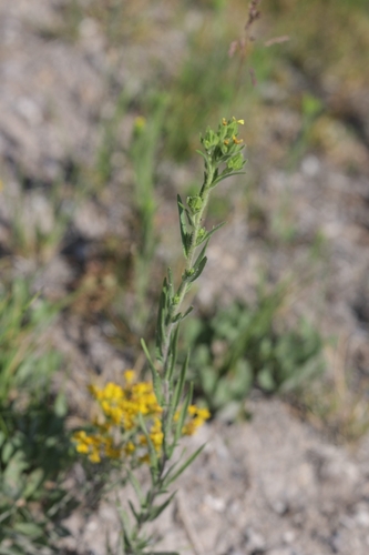 Madia glomerata, photograph 6