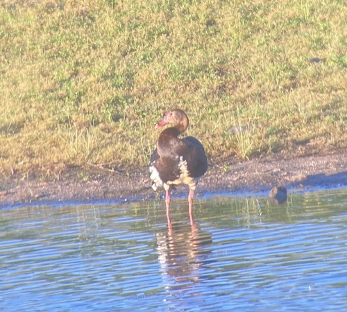 iNaturalist image