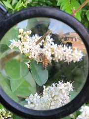 Apis mellifera