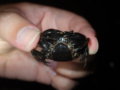 Cryptopotamon anacoluthon