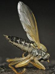 Platypalpus harpiger