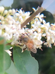 Apis mellifera