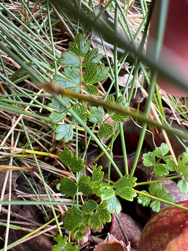 Thalictrum alpinum, photograph 5